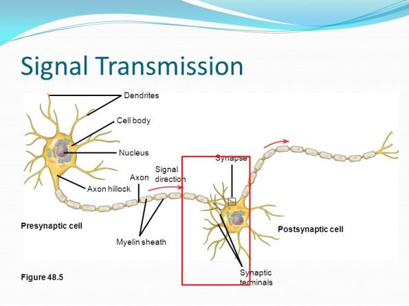 signaltransmissiondendritescellbodynucleussynapse