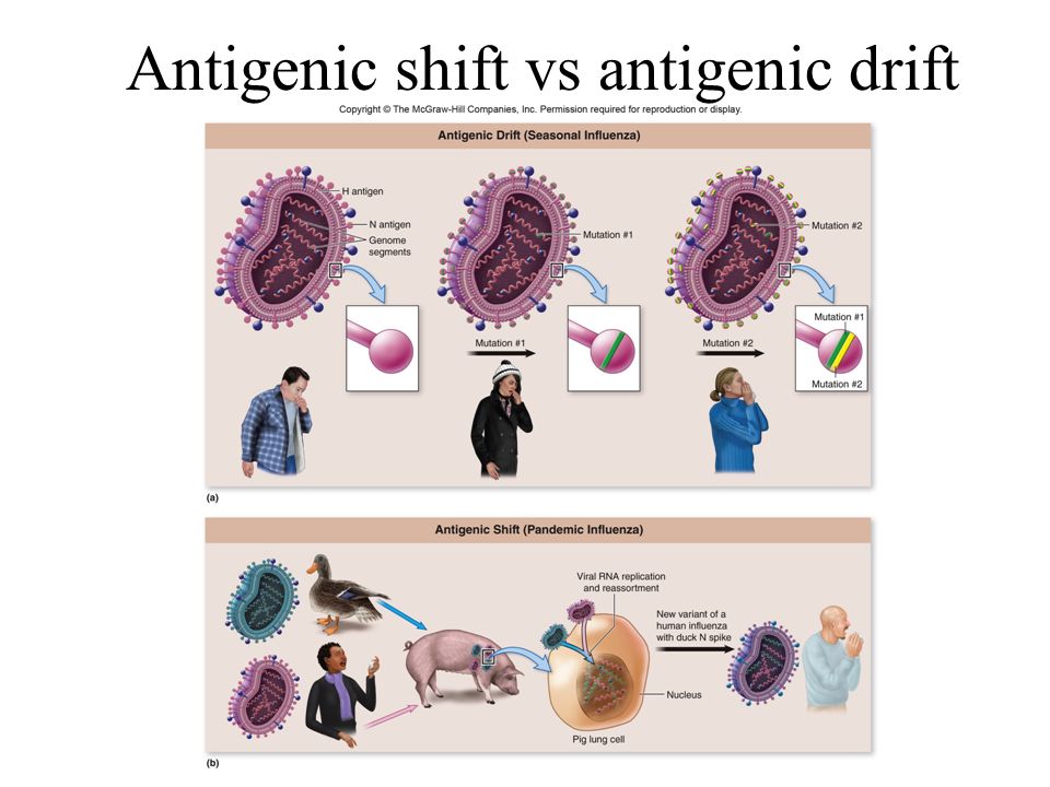 Antigenic shift vs antigenic drift