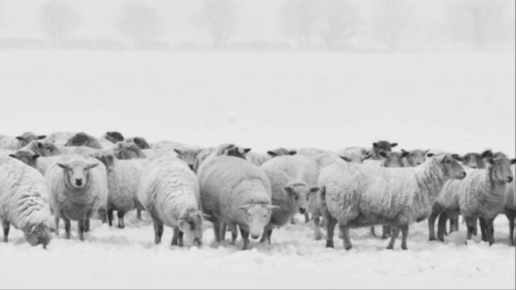 March 17, 1968  Skull Valley Sheep&nbsp;Kill
