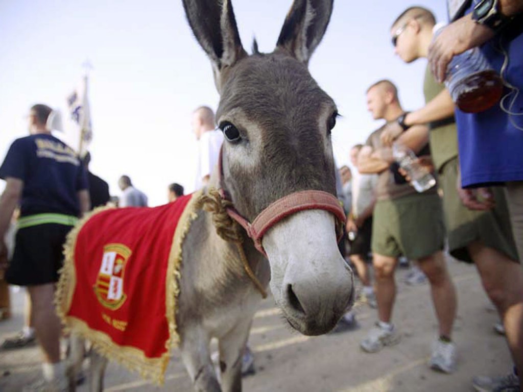 May 18, 2011  No Ordinary&nbsp;Donkey