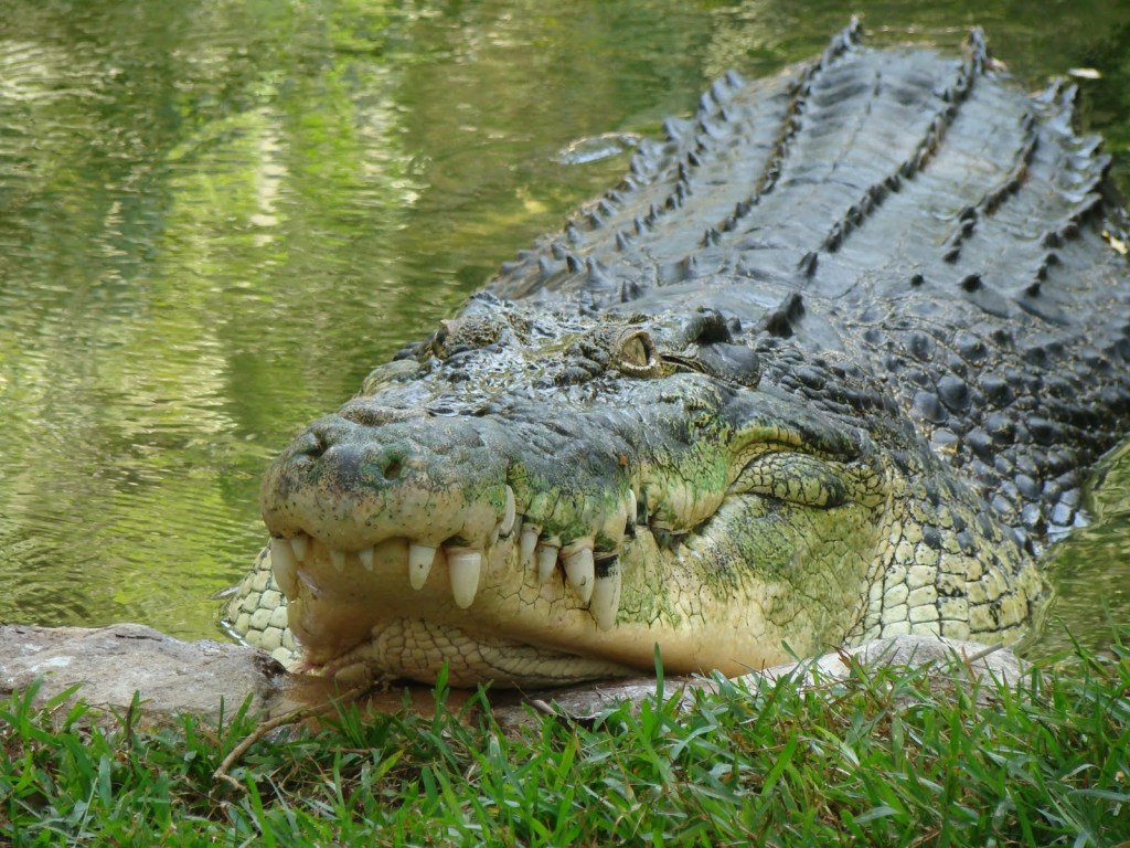 February 19, 1945 Crocodiles of&nbsp;Ramree